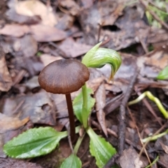 Pterostylis nutans at Paddys River, ACT - 20 Jul 2021