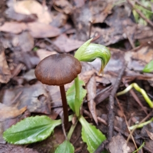 Pterostylis nutans at Paddys River, ACT - 20 Jul 2021