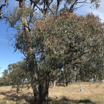 Eucalyptus macrorhyncha (Red Stringybark) at Mulligans Flat - 5 Aug 2021 by Tapirlord