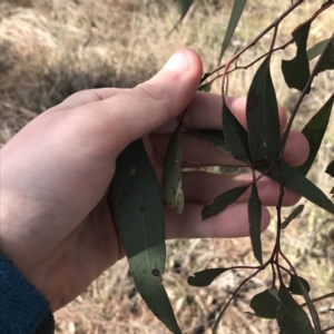 Eucalyptus macrorhyncha at Forde, ACT - 5 Aug 2021