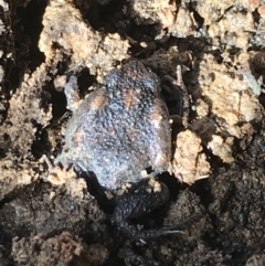 Uperoleia laevigata (Smooth Toadlet) at Mulligans Flat - 5 Aug 2021 by Tapirlord