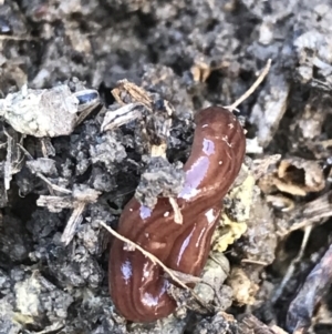 Fletchamia quinquelineata at Forde, ACT - 5 Aug 2021