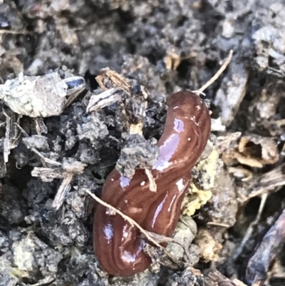 Fletchamia quinquelineata (Five-striped flatworm) at Mulligans Flat - 5 Aug 2021 by Tapirlord