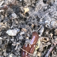 Fletchamia quinquelineata at Forde, ACT - 5 Aug 2021 11:47 AM