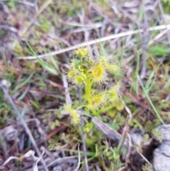 Drosera (genus) (A Sundew) at Symonston, ACT - 16 Sep 2020 by Detritivore