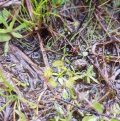 Drosera sp. at Symonston, ACT - 16 Sep 2020