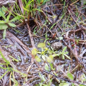 Drosera (genus) at Symonston, ACT - 16 Sep 2020 08:49 AM