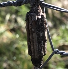 Clania (genus) (A case moth) at Mulligans Flat - 5 Aug 2021 by Tapirlord