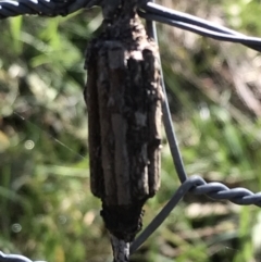 Clania (genus) at Forde, ACT - 5 Aug 2021 11:54 AM