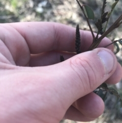 Indigofera australis subsp. australis (Australian Indigo) at Forde, ACT - 5 Aug 2021 by Tapirlord