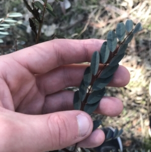 Indigofera australis subsp. australis at Forde, ACT - 5 Aug 2021