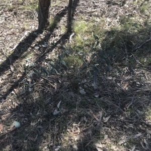 Indigofera australis subsp. australis at Forde, ACT - 5 Aug 2021