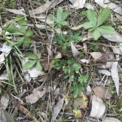 Potentilla recta (Sulphur Cinquefoil) at Dalton, NSW - 8 Aug 2021 by NedJohnston