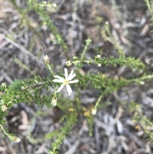 Olearia microphylla at Bruce, ACT - 10 Aug 2021