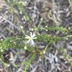 Olearia microphylla (Olearia) at Bruce, ACT - 9 Aug 2021 by MattFox