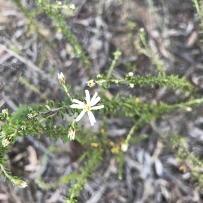 Olearia microphylla (Olearia) at Bruce Ridge - 9 Aug 2021 by MattFox