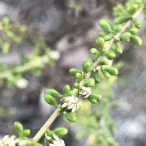 Olearia microphylla at Bruce, ACT - 10 Aug 2021 08:58 AM