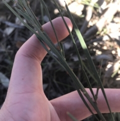 Daviesia leptophylla (Slender Bitter Pea) at Mulligans Flat - 5 Aug 2021 by Tapirlord