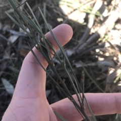 Daviesia leptophylla at Forde, ACT - 5 Aug 2021