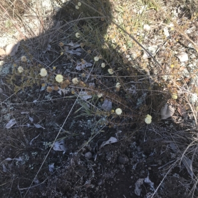 Acacia gunnii (Ploughshare Wattle) at Mulligans Flat - 5 Aug 2021 by Tapirlord