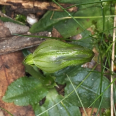Pterostylis nutans (Nodding Greenhood) at Acton, ACT - 9 Aug 2021 by jb2602