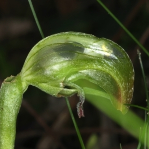 Pterostylis nutans at Acton, ACT - suppressed