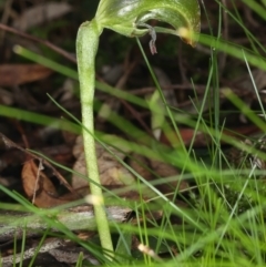 Pterostylis nutans at Acton, ACT - suppressed