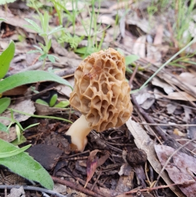 Morchella elata group (Morel) at Symonston, ACT - 27 Oct 2020 by Detritivore