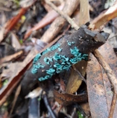 Chlorociboria (An elfcup fungus) at Tidbinbilla Nature Reserve - 12 May 2021 by Detritivore