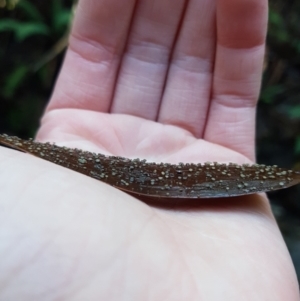 zz – ascomycetes - apothecial at Paddys River, ACT - 13 May 2021