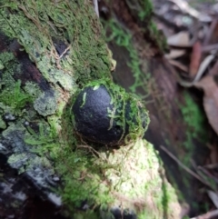 Daldinia group, spherical at Tidbinbilla Nature Reserve - 10 Aug 2021 by Detritivore