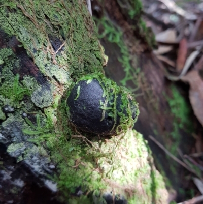 Daldinia group, spherical at Tidbinbilla Nature Reserve - 10 Aug 2021 by Detritivore