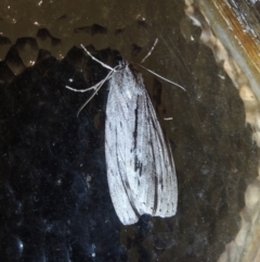 Chlenias banksiaria group (A Geometer moth) at Conder, ACT - 24 May 2021 by michaelb