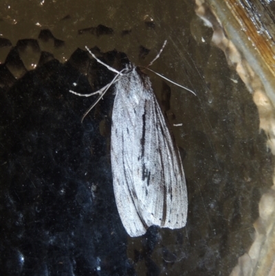 Chlenias banksiaria group (A Geometer moth) at Conder, ACT - 24 May 2021 by MichaelBedingfield