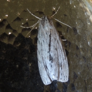 Chlenias banksiaria group at Conder, ACT - 24 May 2021