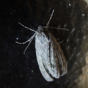 Chlenias banksiaria group at Conder, ACT - 24 May 2021 08:10 PM