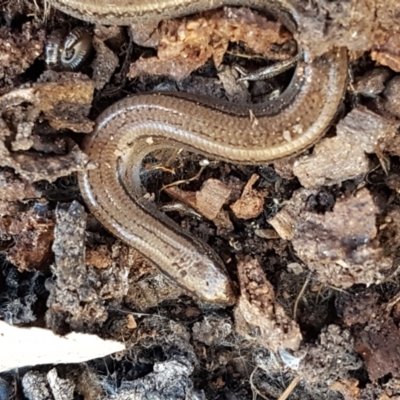 Hemiergis talbingoensis (Three-toed Skink) at Holt, ACT - 10 Aug 2021 by tpreston