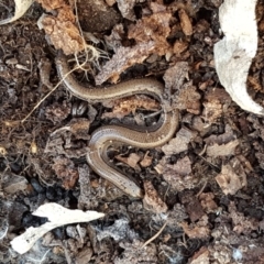 Hemiergis talbingoensis at Holt, ACT - 10 Aug 2021