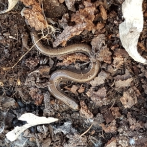 Hemiergis talbingoensis at Holt, ACT - 10 Aug 2021 10:23 AM