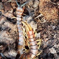 Cormocephalus aurantiipes (Orange-legged Centipede) at Holt, ACT - 10 Aug 2021 by trevorpreston