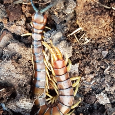 Cormocephalus aurantiipes (Orange-legged Centipede) at Holt, ACT - 10 Aug 2021 by trevorpreston