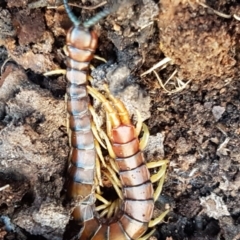 Cormocephalus aurantiipes (Orange-legged Centipede) at Holt, ACT - 10 Aug 2021 by tpreston
