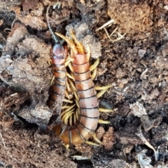 Cormocephalus aurantiipes at Holt, ACT - 10 Aug 2021 10:24 AM