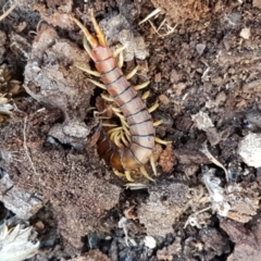 Cormocephalus aurantiipes at Holt, ACT - 10 Aug 2021 10:24 AM