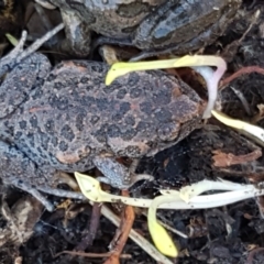 Uperoleia laevigata (Smooth Toadlet) at Holt, ACT - 10 Aug 2021 by tpreston