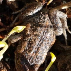 Uperoleia laevigata at Holt, ACT - 10 Aug 2021 10:26 AM