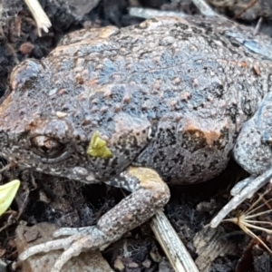 Uperoleia laevigata at Holt, ACT - 10 Aug 2021 10:26 AM