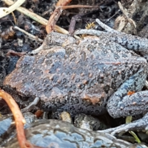 Uperoleia laevigata at Holt, ACT - 10 Aug 2021 10:26 AM