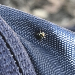 Ditropidus sp. (genus) (Leaf beetle) at Mulligans Flat - 5 Aug 2021 by Tapirlord