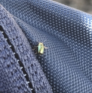 Ditropidus sp. (genus) at Jacka, ACT - 5 Aug 2021